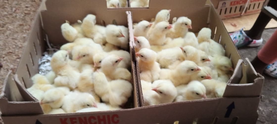 Day-old chicks in their delivery boxes