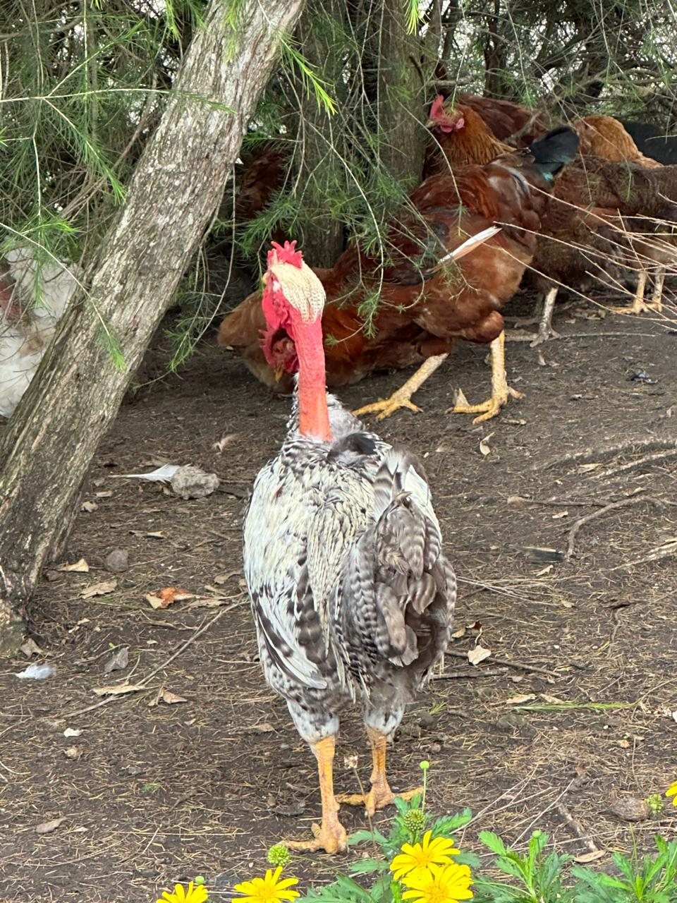 A hen with a bright red neck standing among other hens under a tree