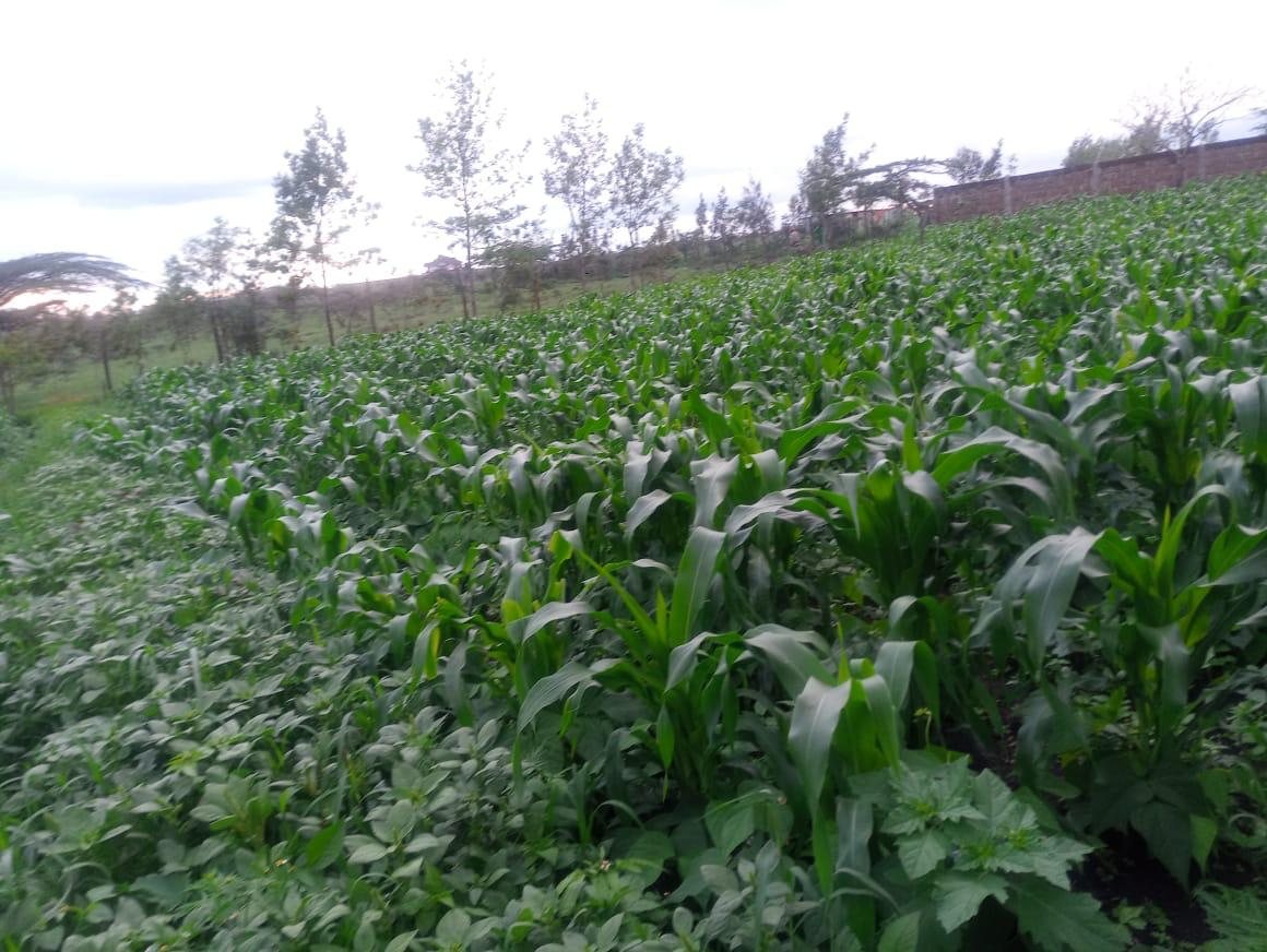 Rows of young maize at the farm