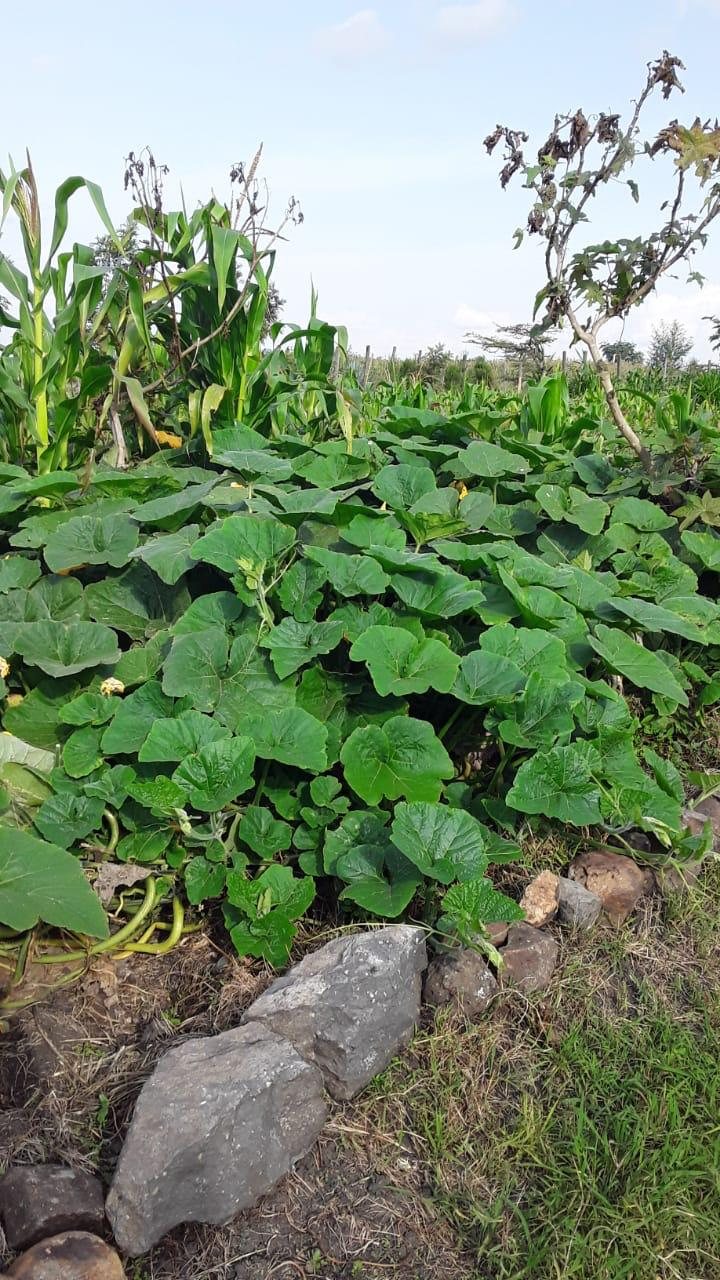 Pumpkin vines next to maize at the farm