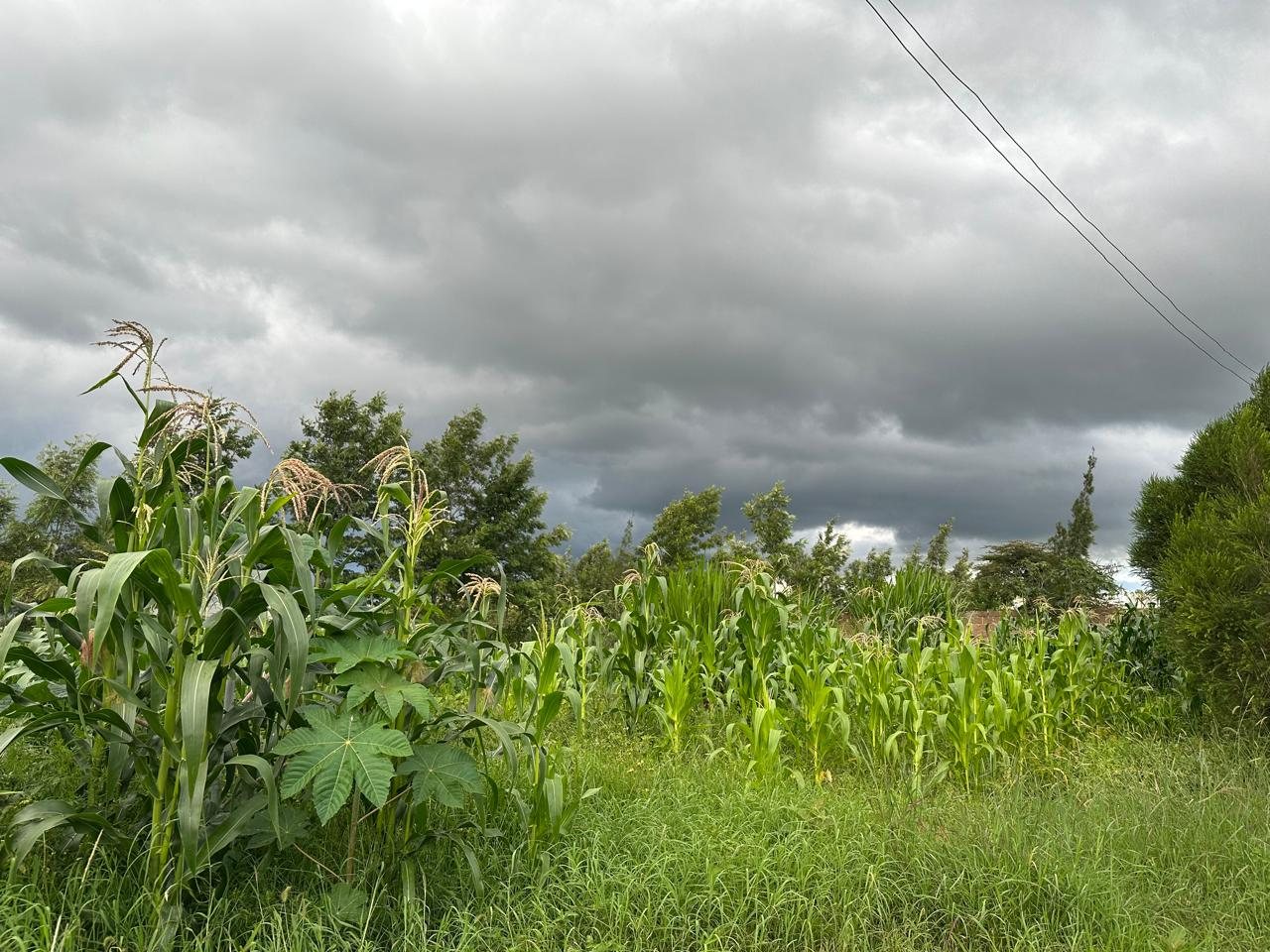 Tall maize growing at the home's farm under a dramatic sky
